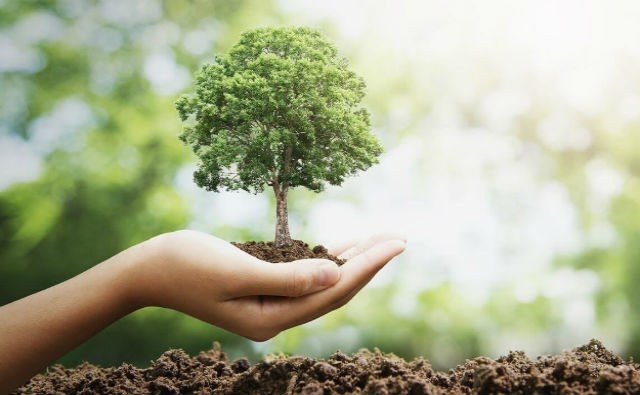 El Ayuntamiento de Arrasate plantará más de 700 árboles en las próximas semanas — Ayuntamiento de Mondragón