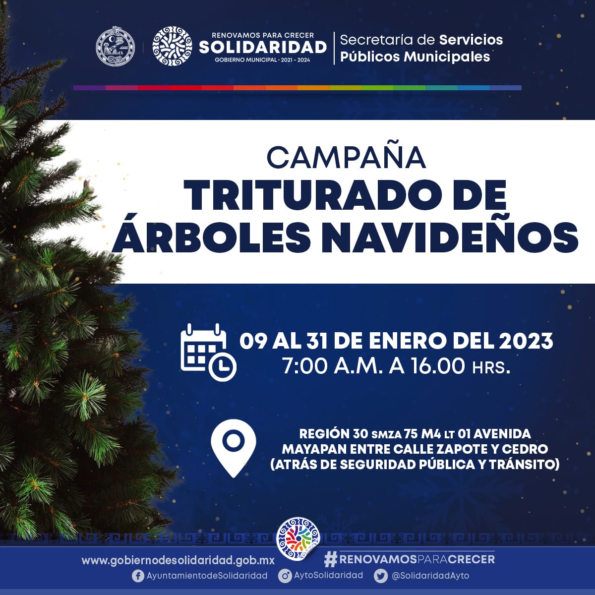 Gobierno abre centro de copio para árboles de navidad – H. Ayuntamiento de Solidaridad