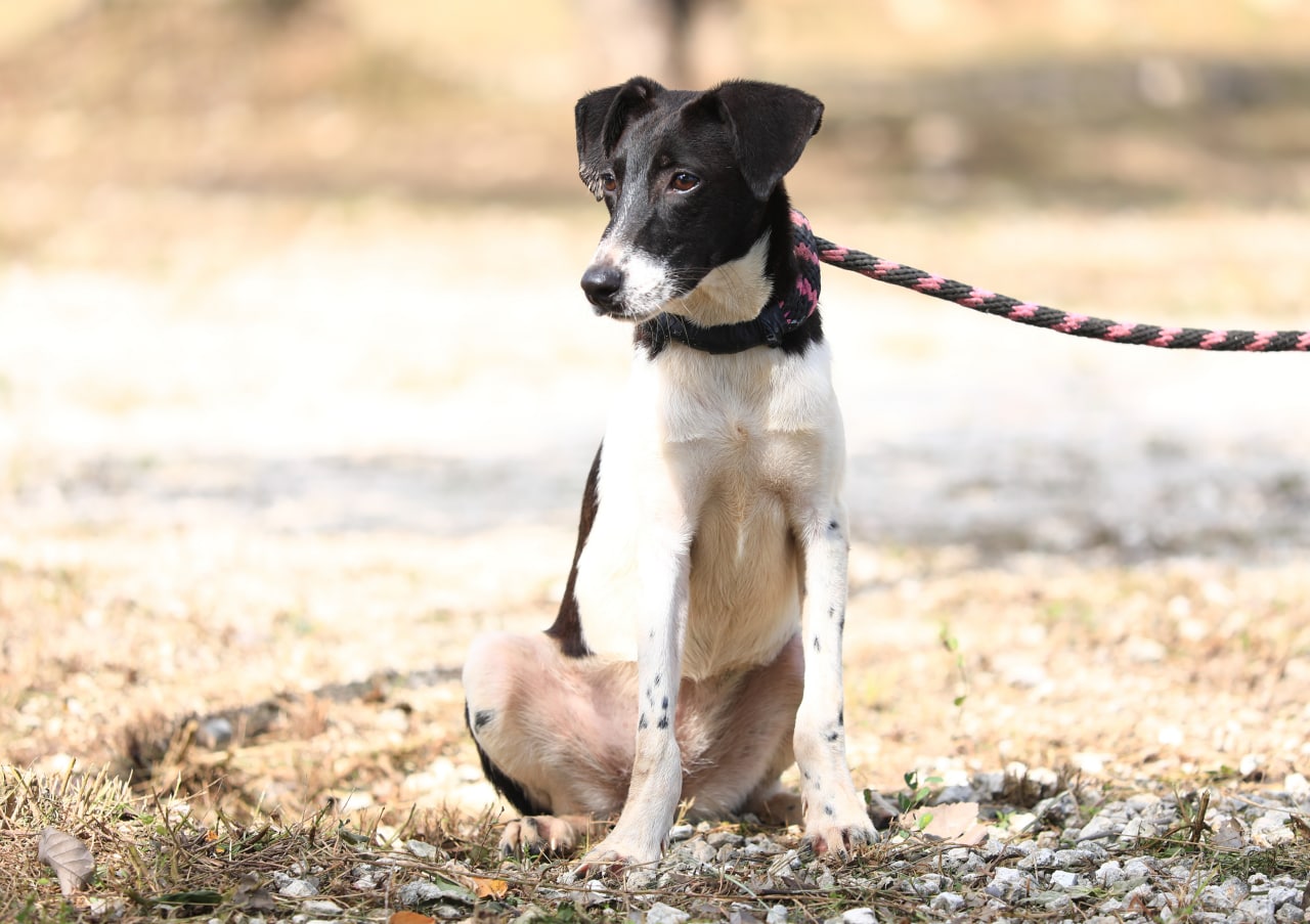 Lili Campos promueve adopción canina – H. Ayuntamiento de Solidaridad