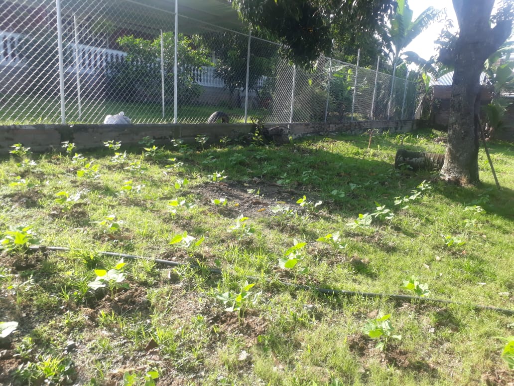 Apoyos en insumos, acompañamiento técnico y muchas opciones más para el campo ¡conócelas aquí! -