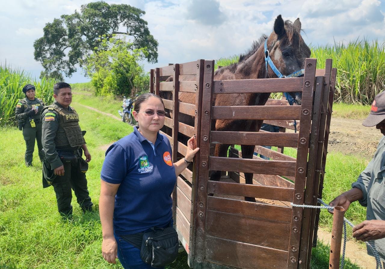 Atendimos caso de equino maltratado en Guanabanal ¡conozca los detalles! -