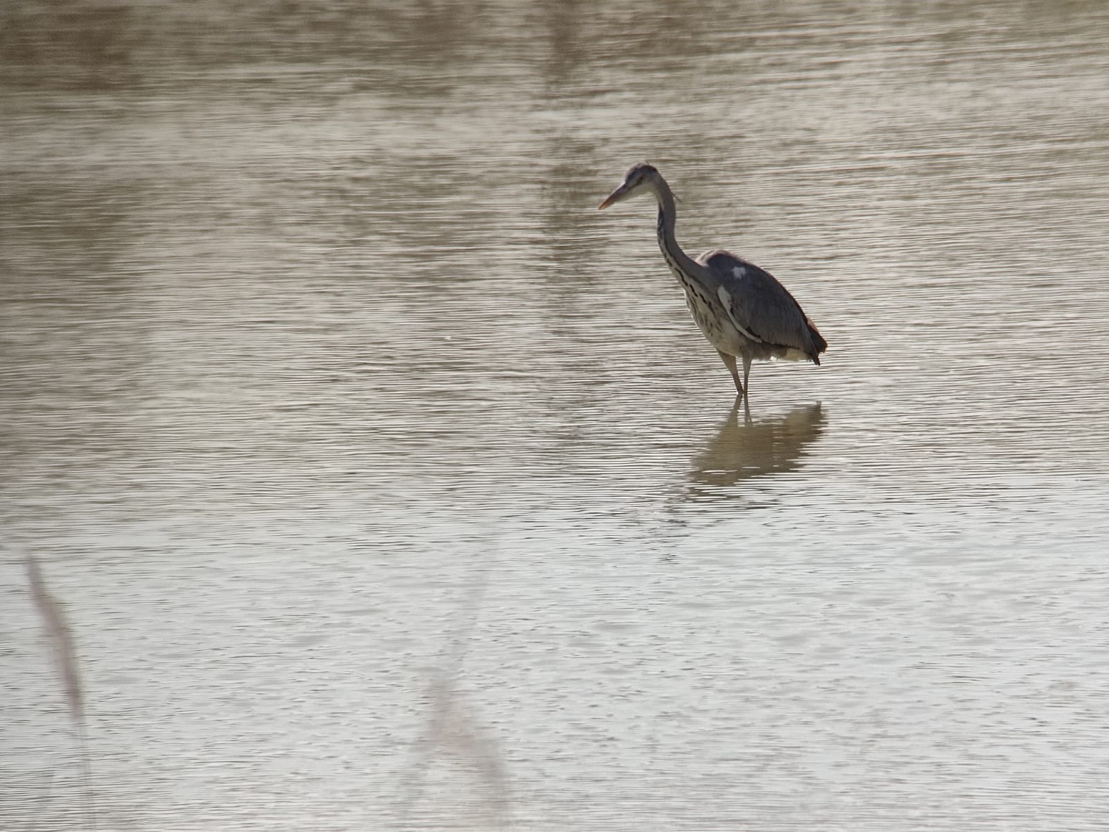 El Galacho de Juslibol da la bienvenida a la primavera este domingo. Noticia. Ayuntamiento de Zaragoza