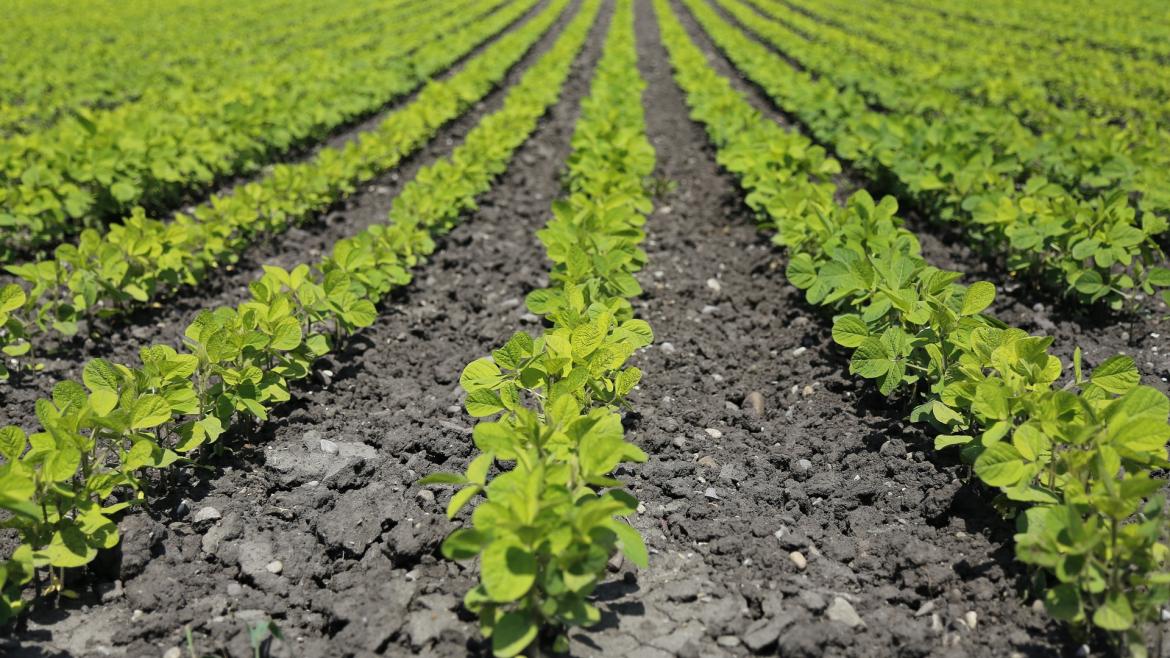 La Comunidad de Madrid desarrolla un estudio para mejorar la monitorización en la agricultura de precisión