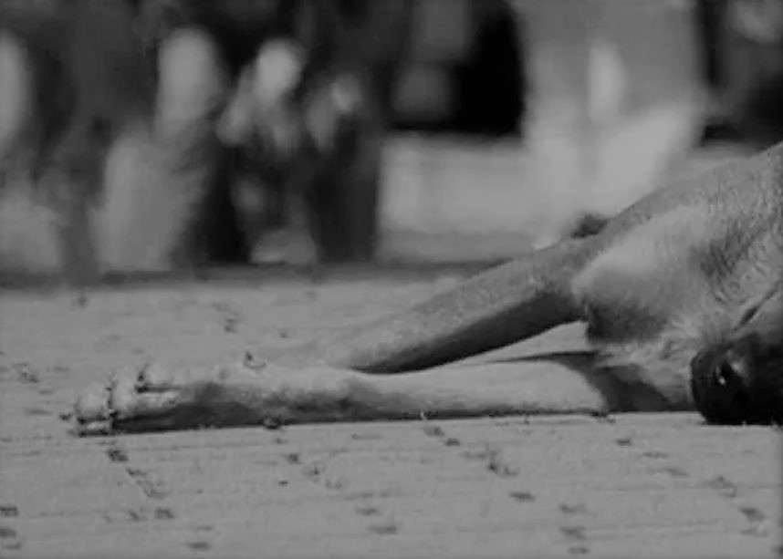 La Alcaldía de Palmira rechaza un nuevo acto de violencia animal que se presentó en el municipio  -