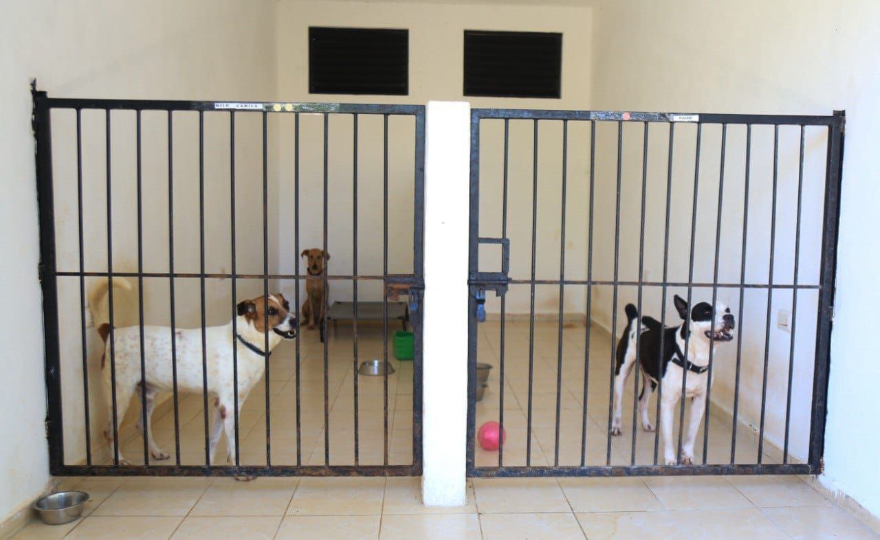 Renovación y atención histórica a refugio de animales en Solidaridad
