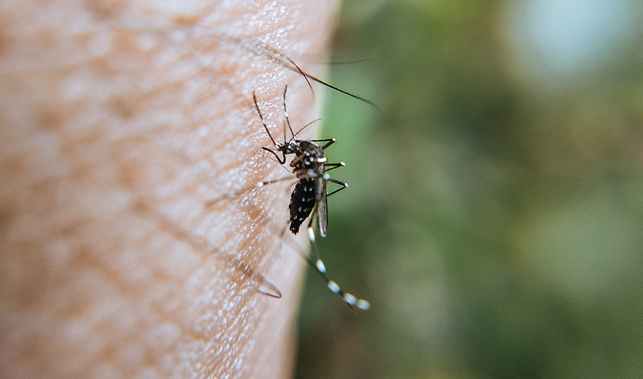 Control y vigilancia del mosquito del Nilo