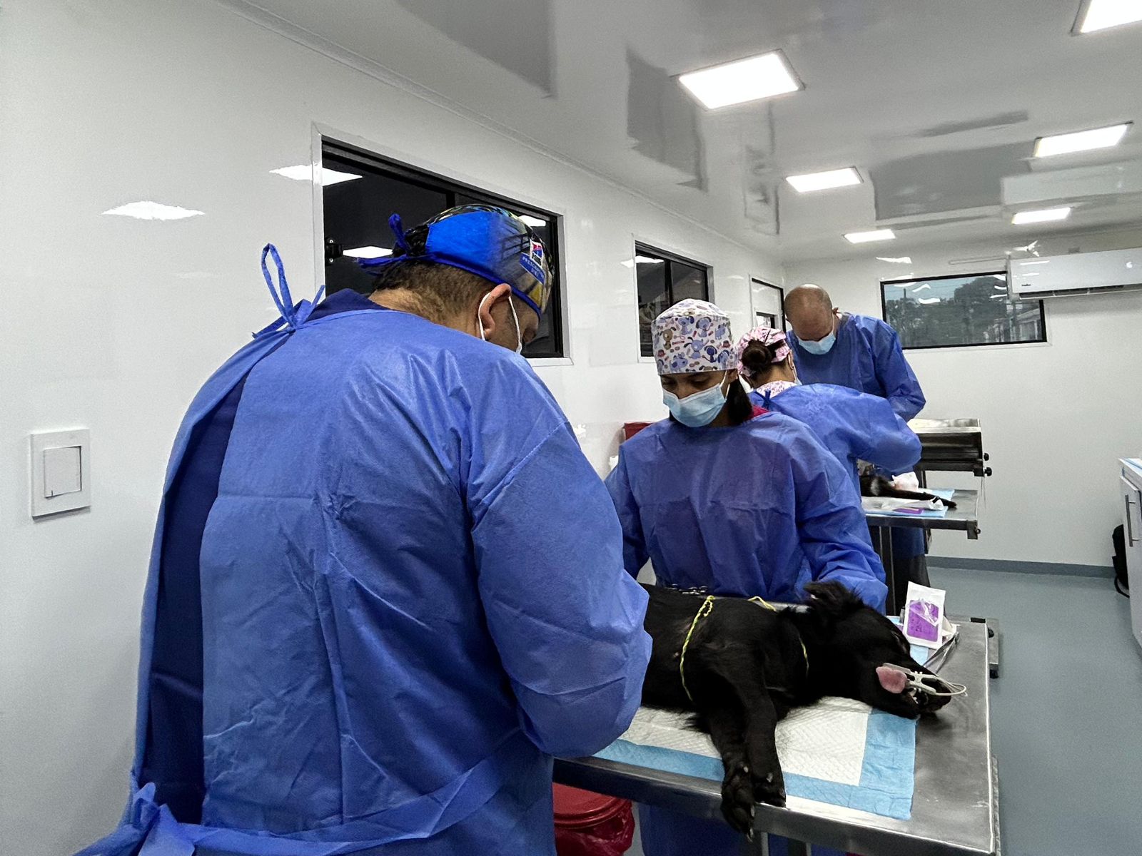 ¡Atención Ciudad del Campo! La Alcaldía de Palmira llevará una jornada de esterilización de animales a la zona, conoce cómo puede hacer parte tu peludo