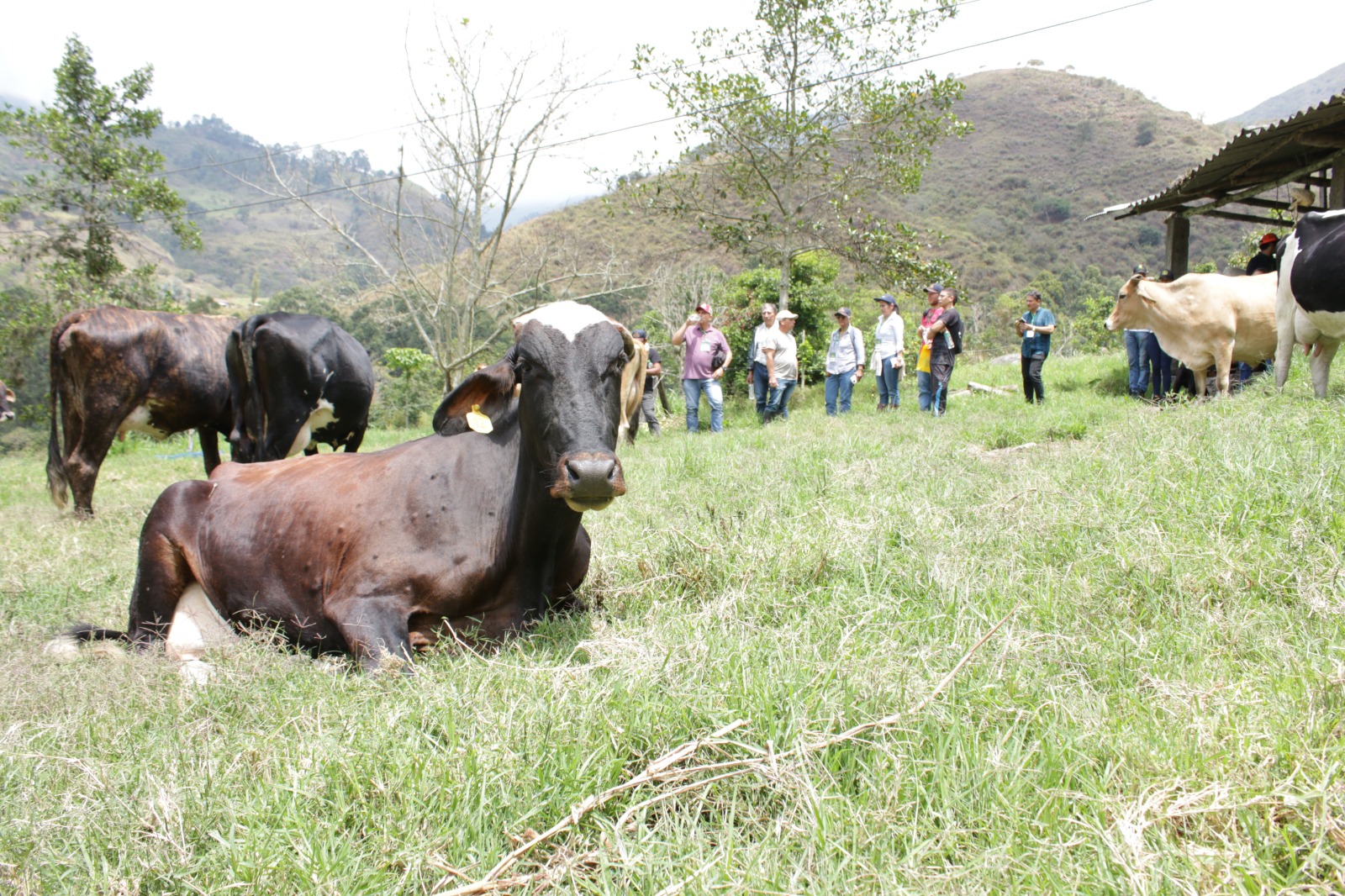 ¡Atención habitantes de la zona rural! Iniciará el 'Segundo ciclo de vacunación contra fiebre aftosa y brucelosis bovina' en el municipio -