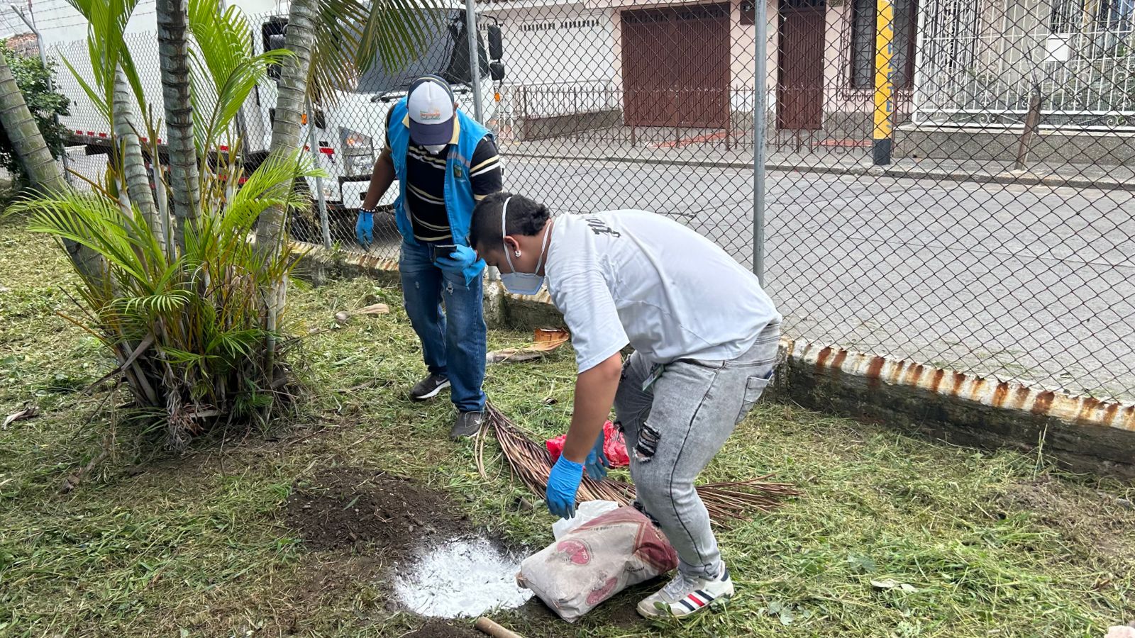 Realizamos una nueva jornada de limpieza y eliminación del caracol africano en Palmira -
