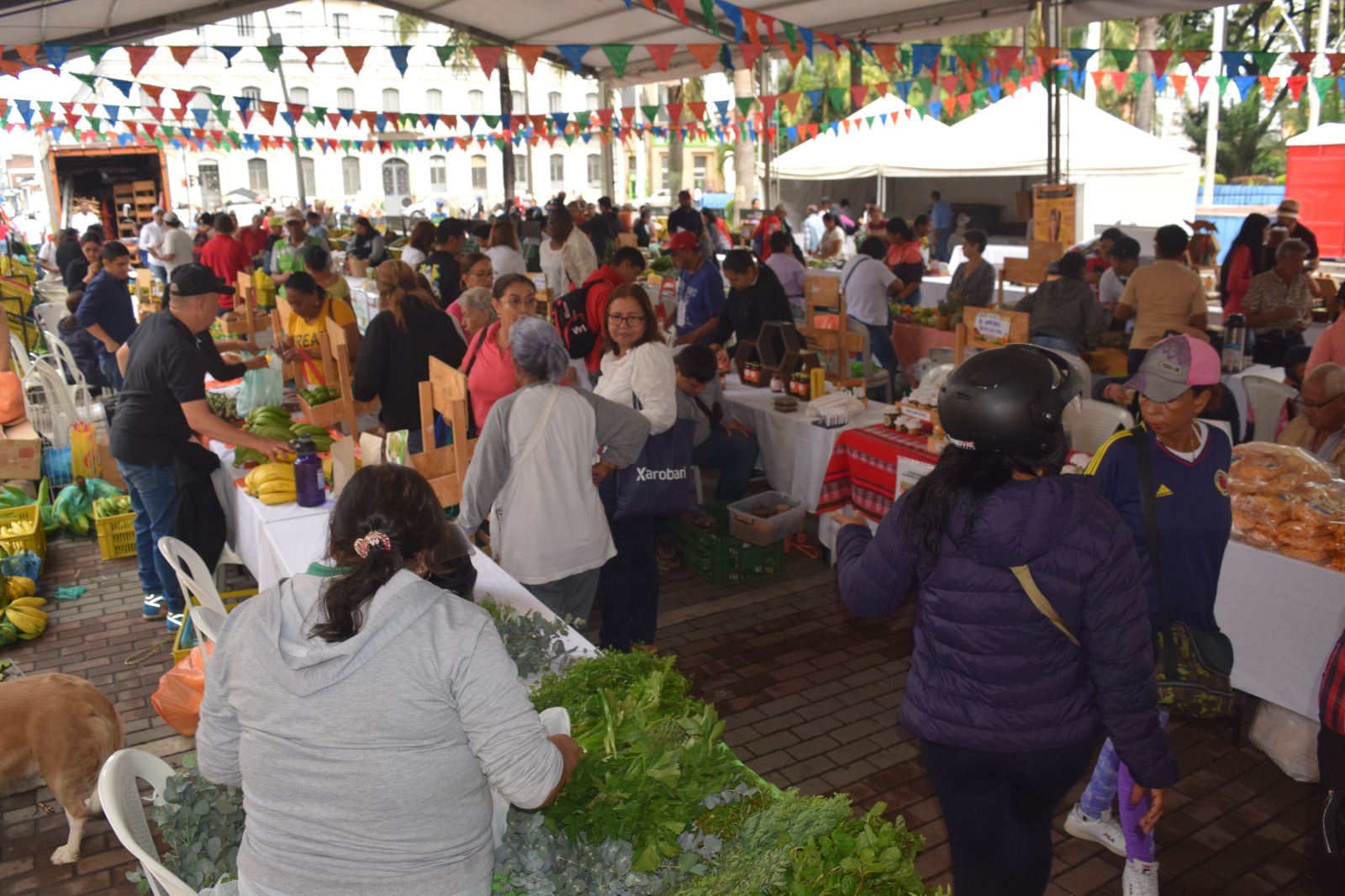 ¡Todo un éxito el Mercado Campesino realizado en Palmira! Participaron 160 productores de todo el departamento -