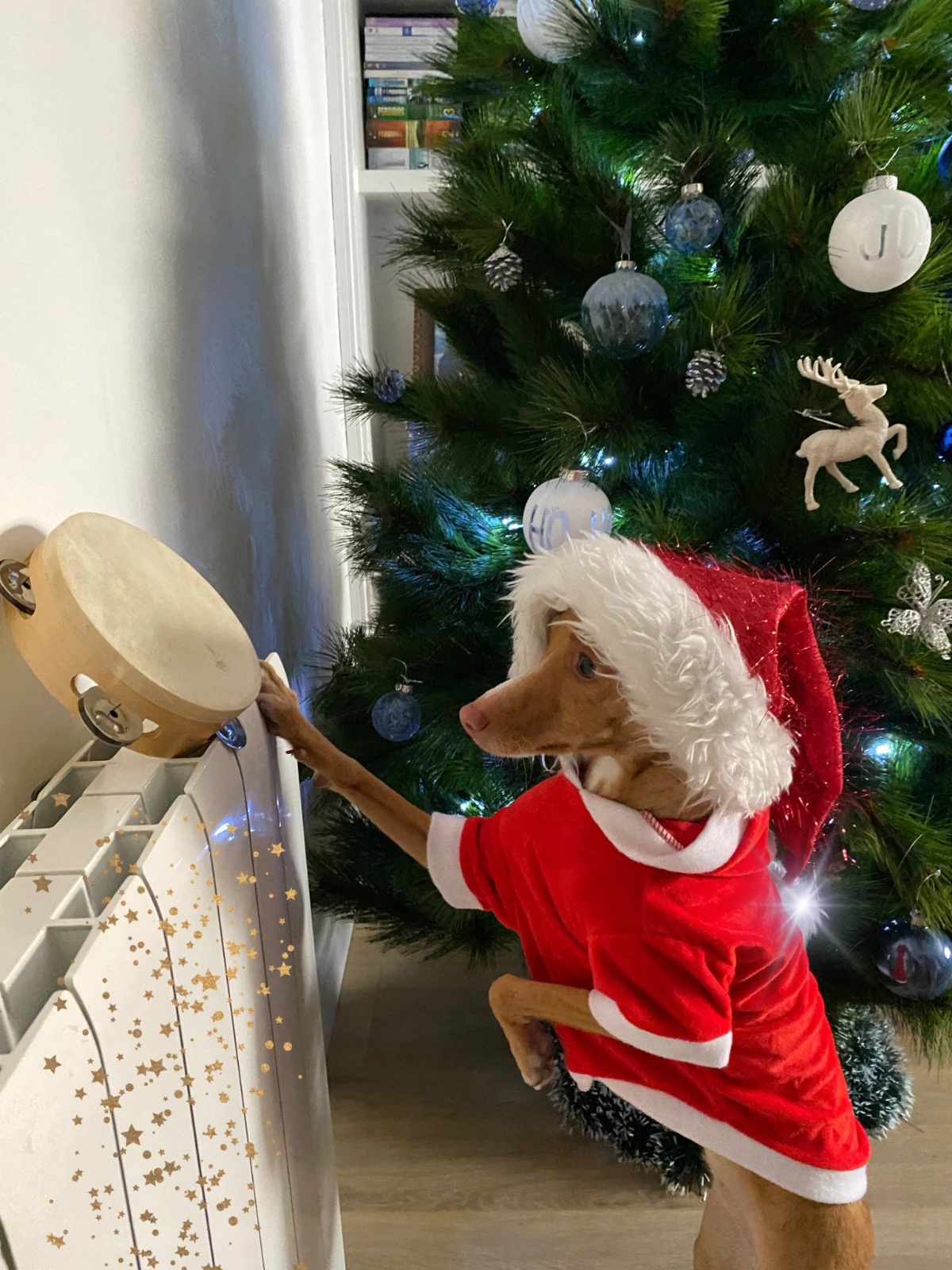 Ganadores del concurso de Christmas Navideños de Mascotas Navidad 2023/2024