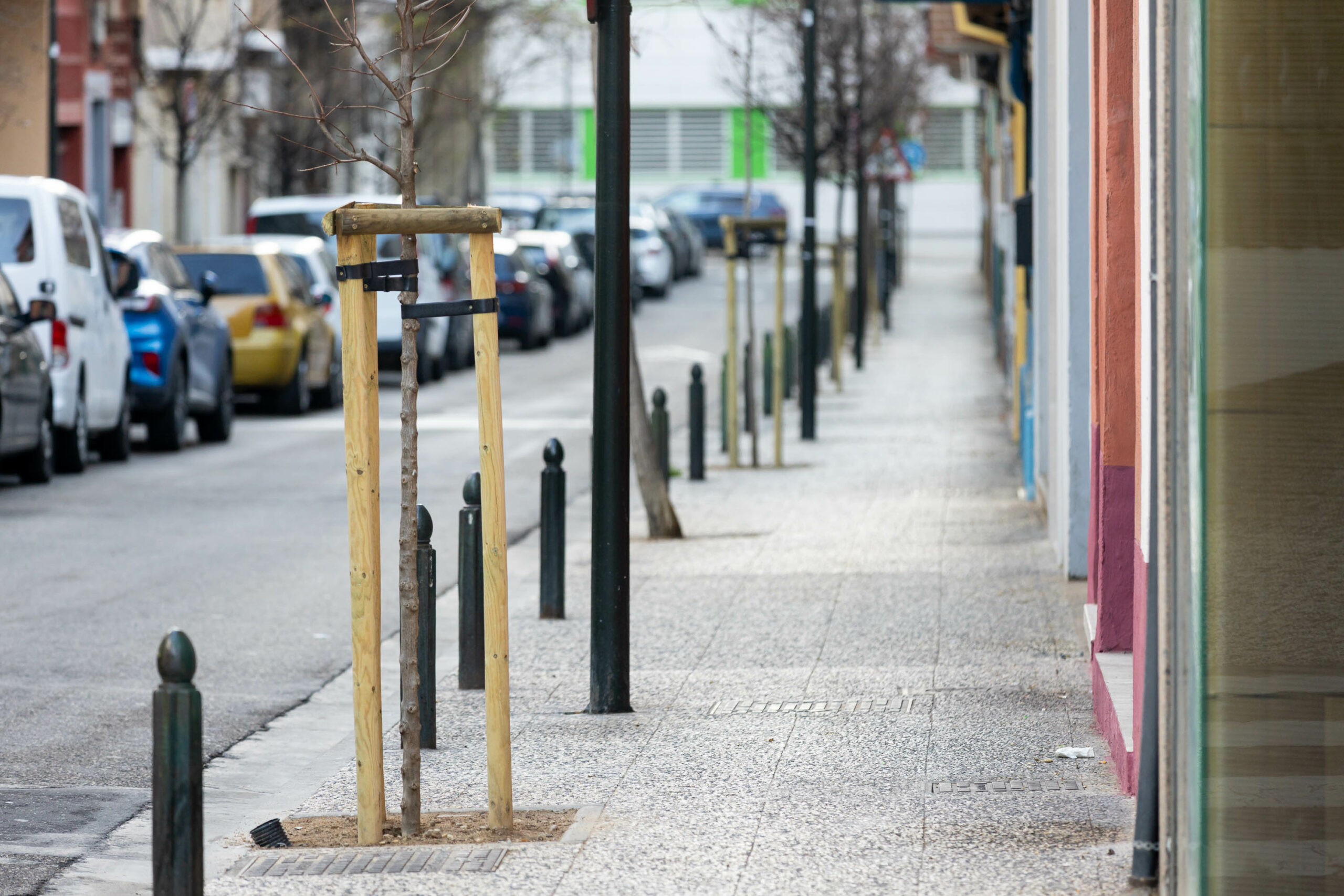 El Ayuntamiento de Zaragoza dará continuidad al Plan de Arbolado urbano que ha supuesto 10.980 nuevos árboles desde 2020. Noticia. Ayuntamiento de Zaragoza