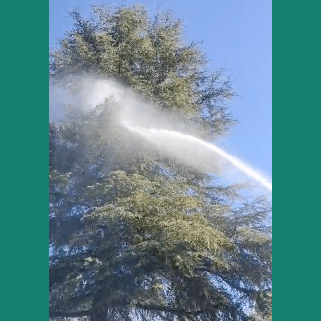 El Parque de Bomberos de Cazalla de la Sierra retira los nidos de procesionaria situados en el Paseo Lourdes Ortega. – Cazalla de la Sierra