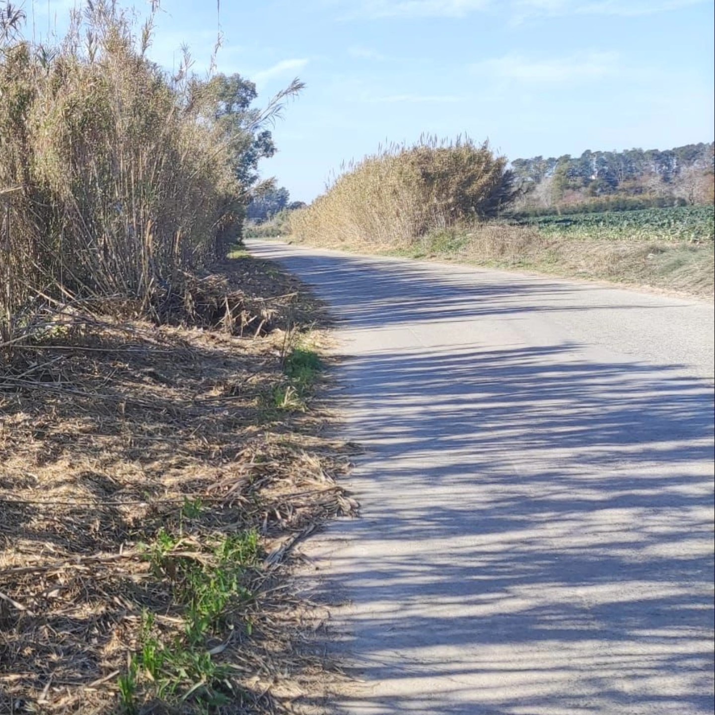Limpieza y desbroce de maleza