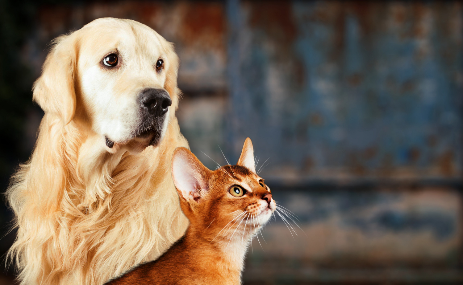 Se abre, hasta el 15 de marzo, el proceso participativo para la elaboración de la nueva ordenanza municipal de tenencia y protección de animales de compañía – Ayuntamiento Estella-Lizarra Udala