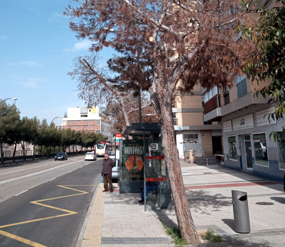Un grupo de pinos enfermos de la calle Anselmo Clavé será retirado a partir de hoy y sustituido por ejemplares de otras especies. Noticia. Ayuntamiento de Zaragoza