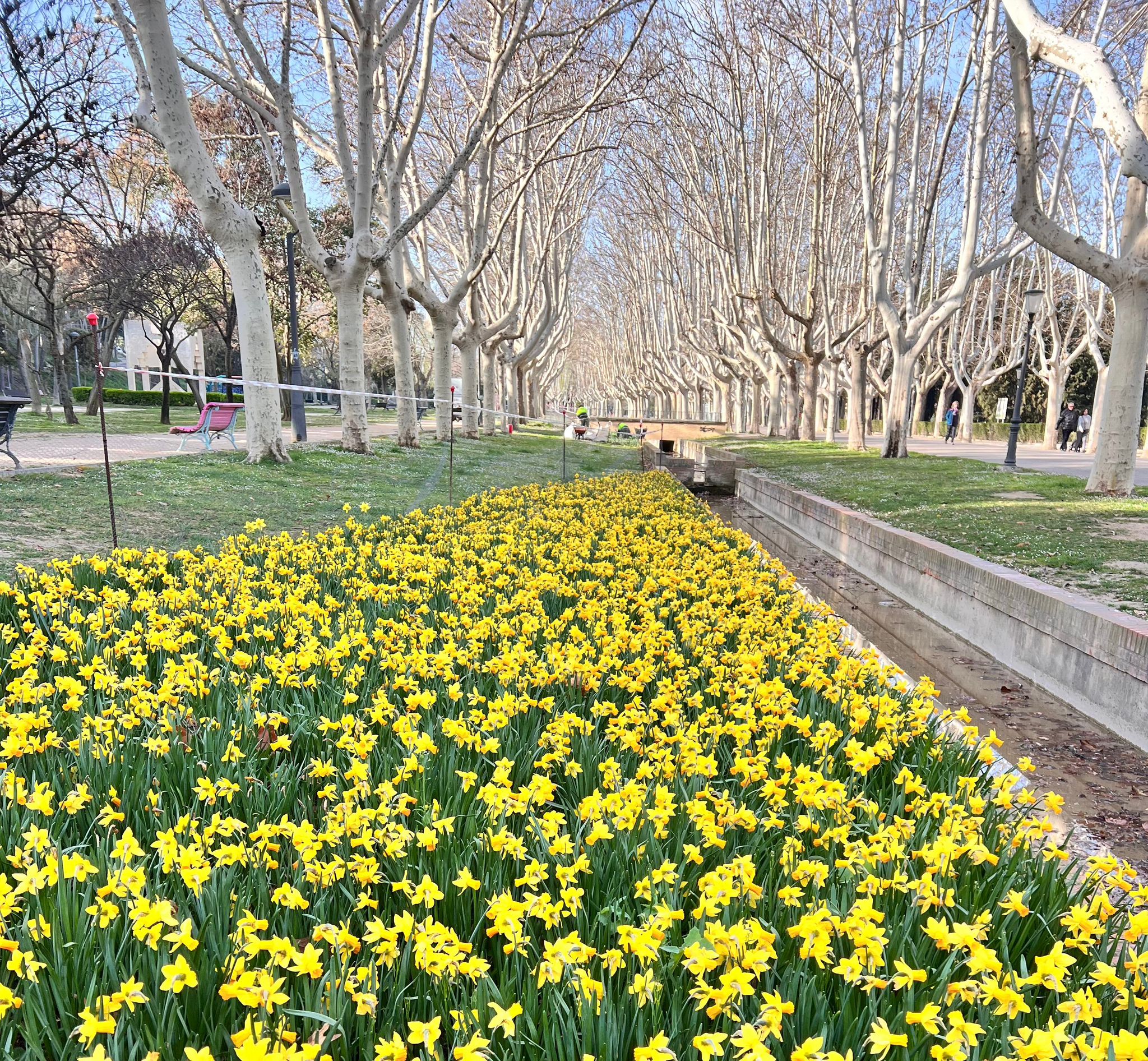 Los tulipanes y los narcisos regresan puntuales a su cita con la primavera de Zaragoza. Noticia. Ayuntamiento de Zaragoza