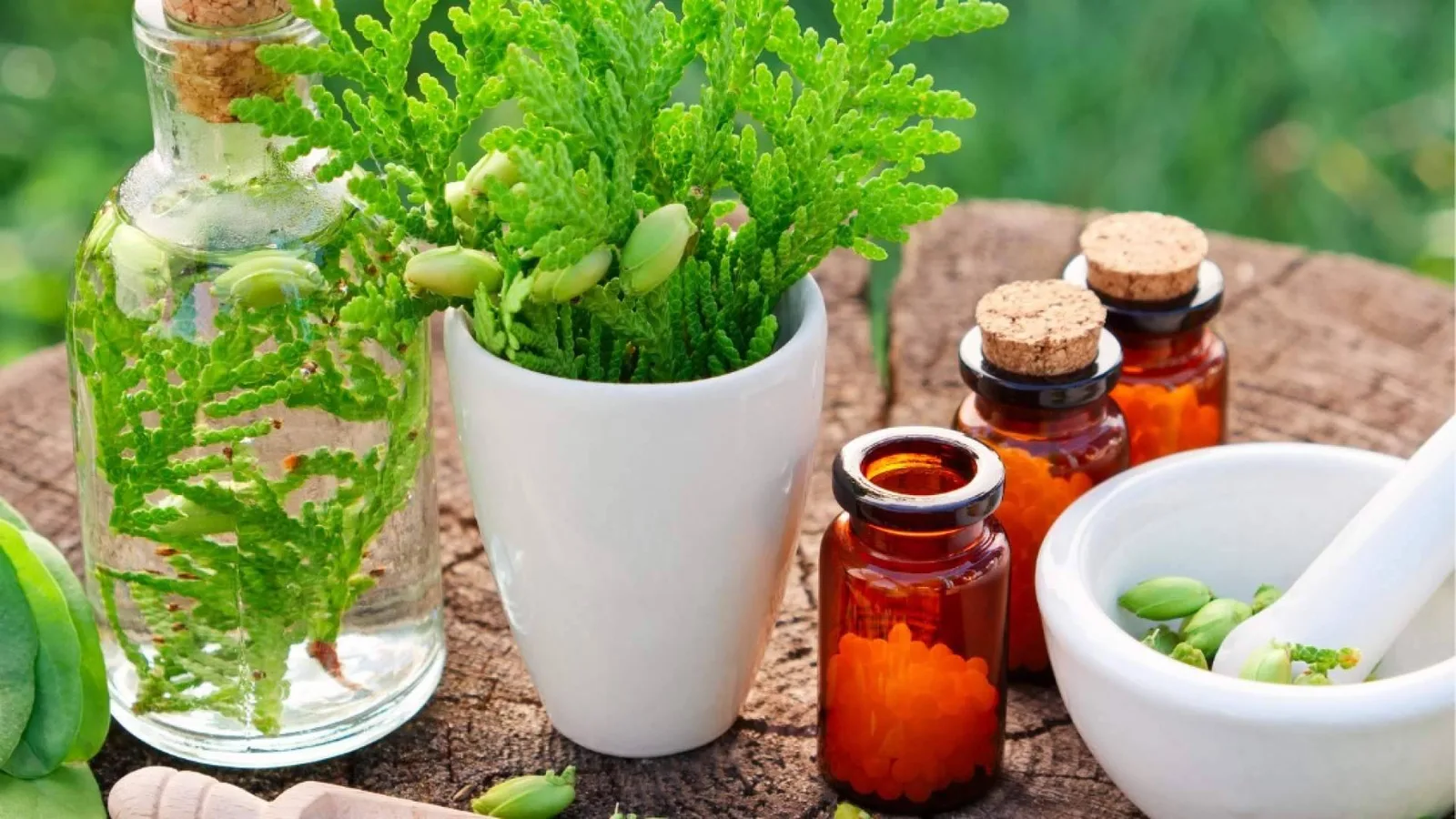 44 años de formación avalan el 'Máster en Naturopatía' de ISED Expert para profesionales del bienestar